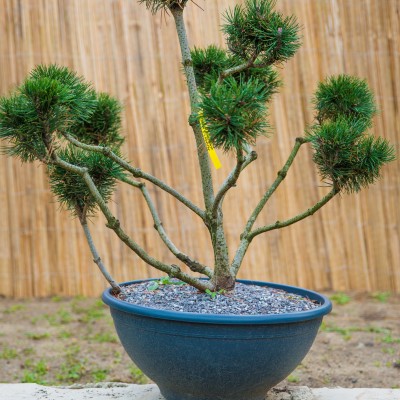 Bonsai Pinus Mugo Alpestar 80cm C60
